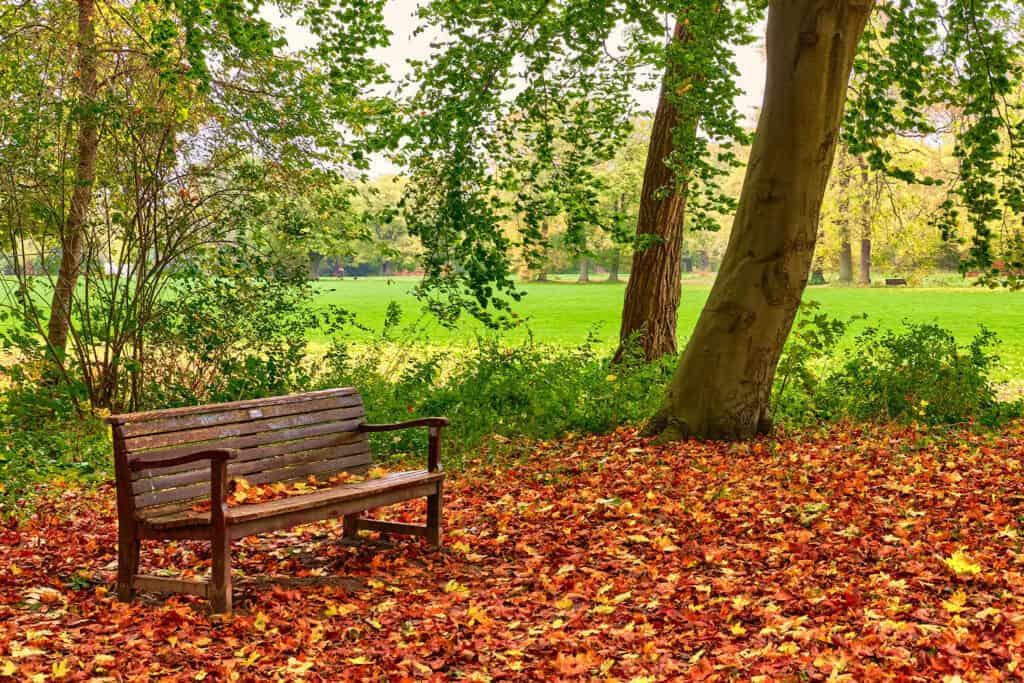 An empty desk placed in a lush green park, creating a quiet and moody scene surrounded by nature.